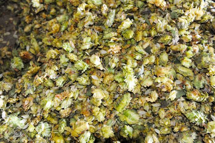 啤酒原料整酒花 啤酒原料整酒花